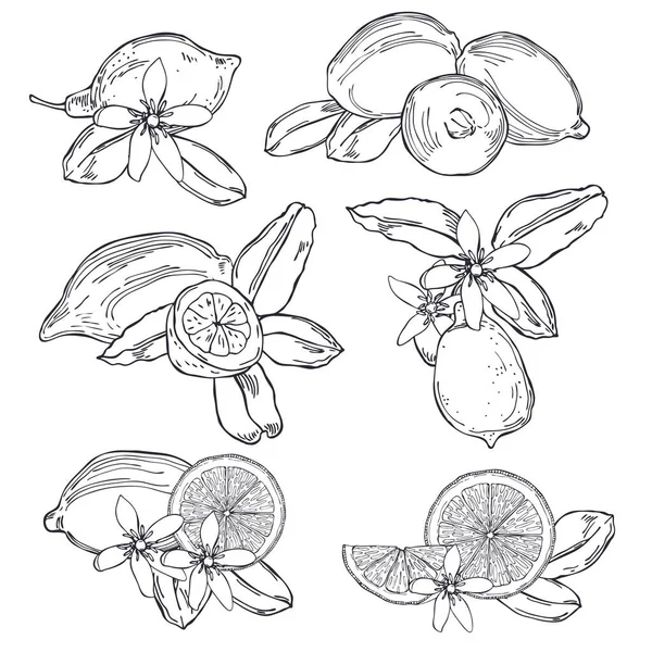 Handgezeichnete Zitronen Früchte Blüten Und Blätter Vektorskizze Als Illustration — Stockvektor