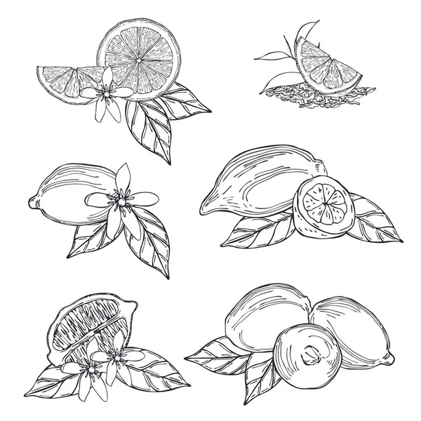 El yapımı limon ve çay yaprakları. Vektör çizimi çizimi.