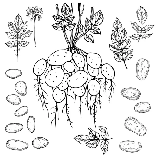 Handgetekende Aardappelplant Vector Schets Illustratie — Stockvector