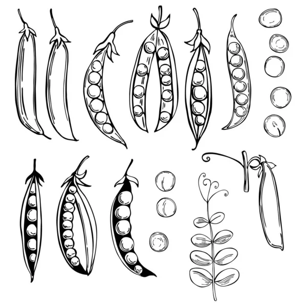 El yapımı bezelyeler. Vektör çizimi çizimi.