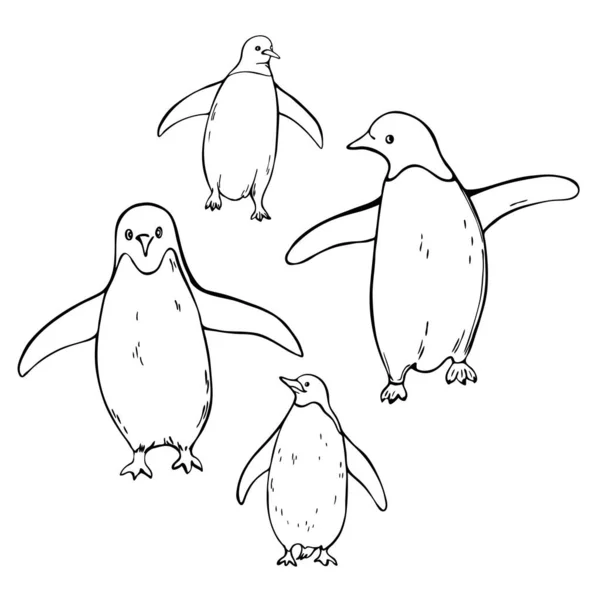 Pingüinos Dibujados Mano Sobre Fondo Blanco Dibujo Vectorial Ilustración — Vector de stock