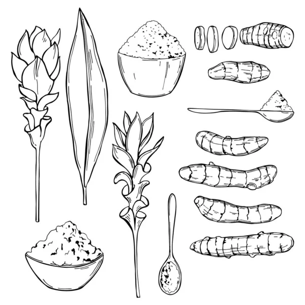 Spice Trase Mână Turmeric Ilustrație Schiță Vectorială — Vector de stoc