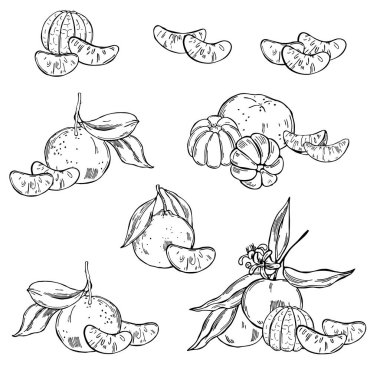 Beyaz arka planda elle çizilmiş mandalinalar. Vektör çizimi çizimi