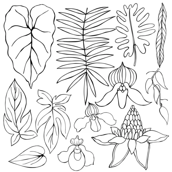 Handgetekende Tropische Planten Bladeren Bloemen Vector Schets Illustratie — Stockvector