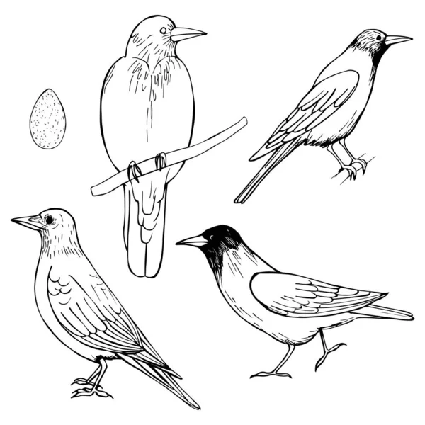 手描き鳥カラス ベクトルスケッチイラスト — ストックベクタ