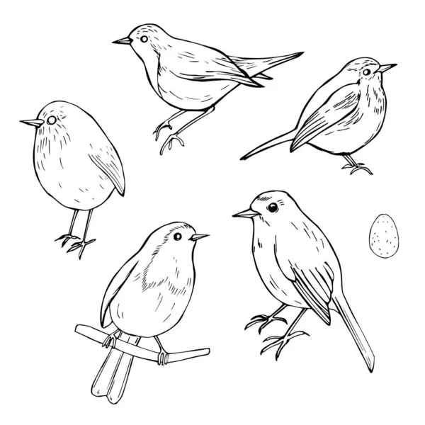 Pássaros Desenhados Mão Robin Erithacus Rubecula Desenho Vetorial Ilustração —  Vetores de Stock