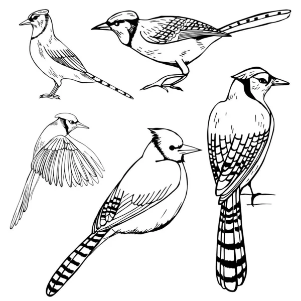 Des Oiseaux Dessinés Main Blue Jay Illustration Croquis Vectoriels — Image vectorielle