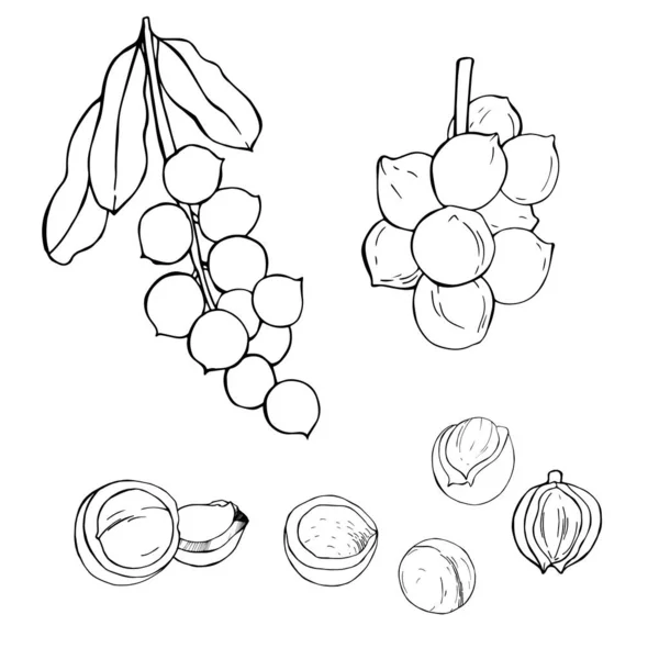 Des Noix Dessinées Main Illustration Croquis Vectoriels — Image vectorielle