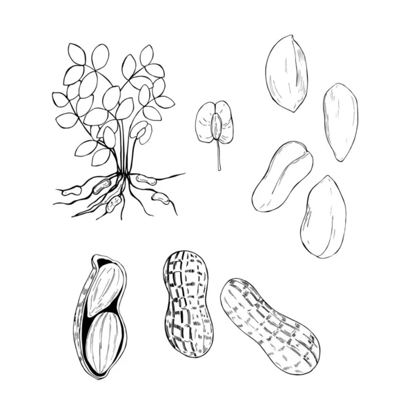 Handgezeichnete Nusse Peanuts Vektorskizze Als Illustration — Stockvektor