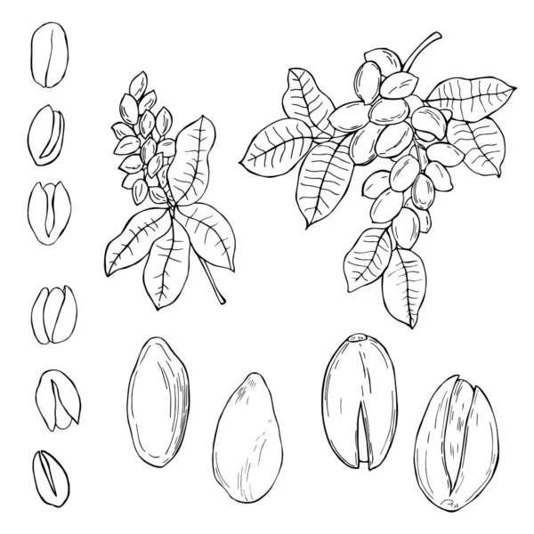 Des Noix Dessinées Main Pistache Illustration Croquis Vectoriels — Image vectorielle