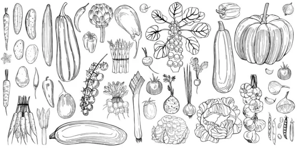 Verduras Dibujadas Mano Sobre Fondo Blanco Dibujo Vectorial Ilustración — Vector de stock