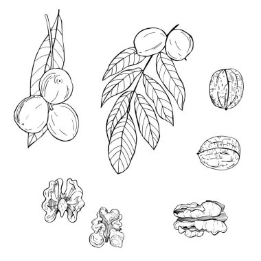 El yapımı ceviz. Ceviz. Vektör çizimi çizimi.