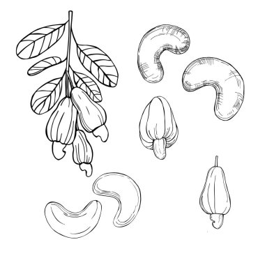 El yapımı fındık. Kaju fıstığı. Vektör çizimi çizimi.