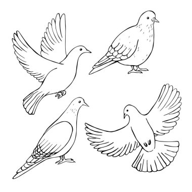 El yapımı güvercinler. Vektör çizimi çizimi.