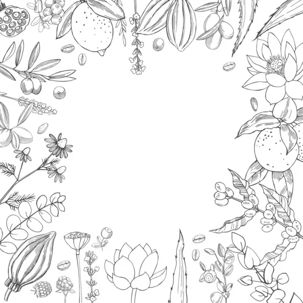 Cosmétiques Biologiques Fond Plantes Pour Cosmétiques Naturels Illustration Croquis Vectoriels — Image vectorielle