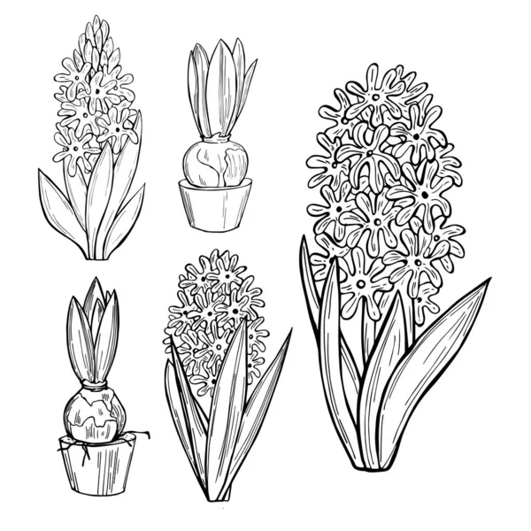 Handgetekende Hyacinten Voorjaarsbloemen Vector Schets Illustratie — Stockvector
