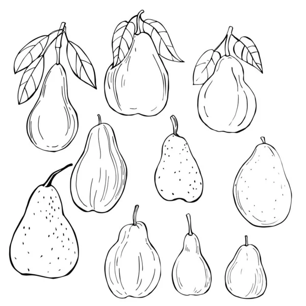 Hand Drawn Pears Vector Sketch Illustration — Stock Vector