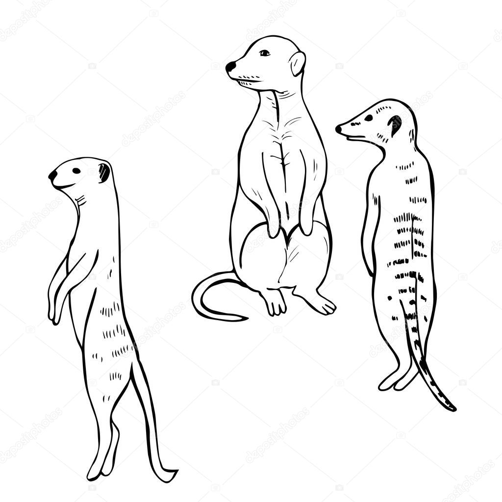 Hand drawn meerkats. Vector sketch  illustration.