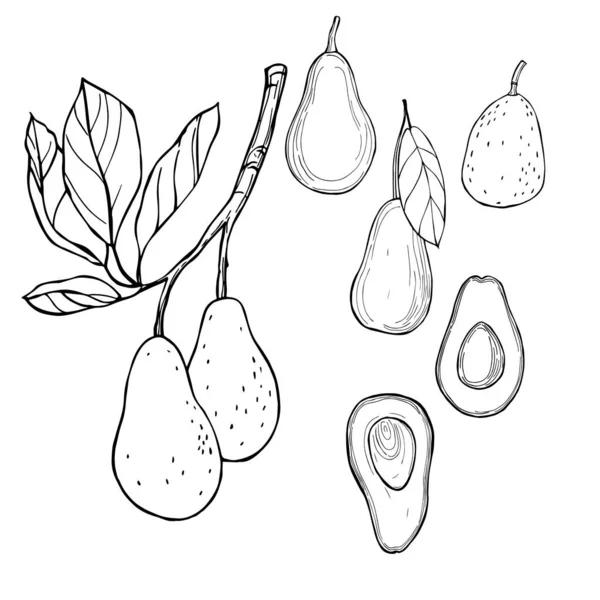 Aguacate Dibujado Mano Dibujo Vectorial Ilustración — Archivo Imágenes Vectoriales