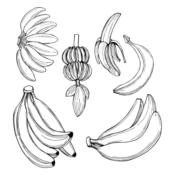 Frutos Desenhados Mão Bananas Desenho Vetorial Ilustração — Vetor de Stock