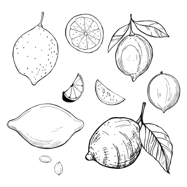 Hand Drawn Lemons Vector Sketch Illustration — Stock Vector