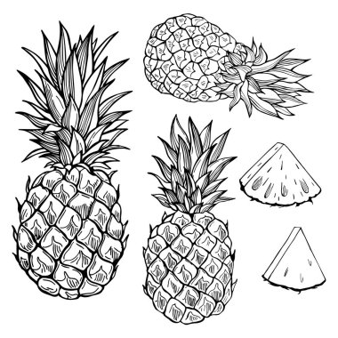 Beyaz arka planda elle çizilmiş meyveler. Ananas. Vektör çizimi çizimi.