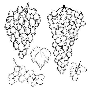 Beyaz arka planda elle çizilmiş meyveler. Üzüm. Vektör çizimi çizimi.