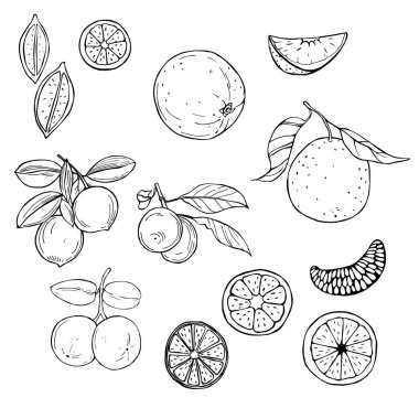Beyaz arka planda elle çizilmiş meyveler. Portakal ve limon. Vektör çizimi çizimi.