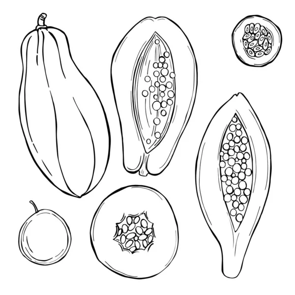 Frutos Dibujados Mano Sobre Fondo Blanco Papaya Fruta Pasión Dibujo — Vector de stock