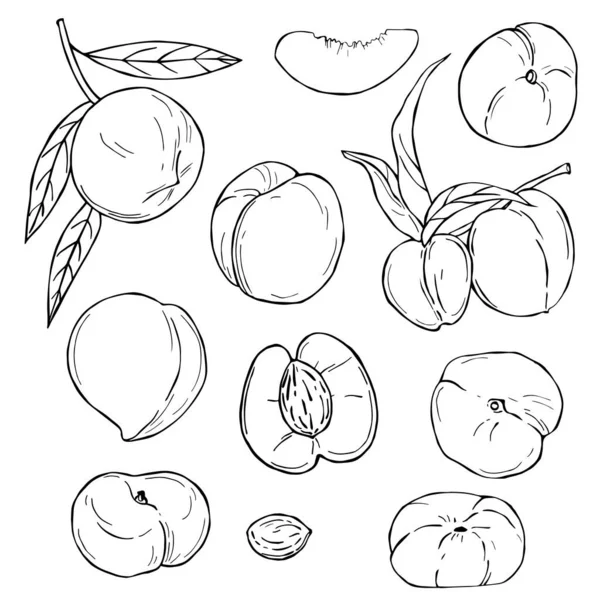 Fruits Dessinés Main Sur Fond Blanc Pêche Illustration Croquis Vectoriels — Image vectorielle