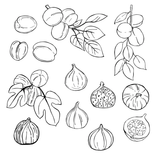 Hand Drawn Fruits White Background Figs Apricots Vector Sketch Illustration — Stock Vector