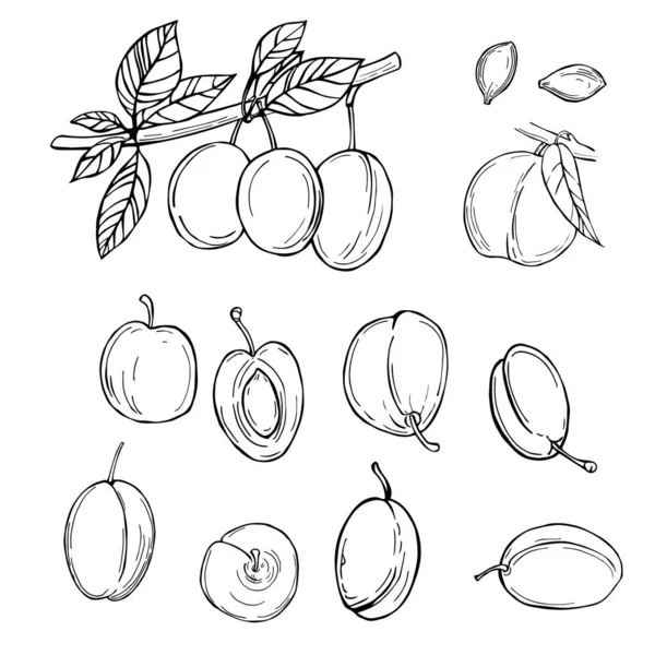 Fruits Dessinés Main Sur Fond Blanc Illustration Croquis Vectoriels — Image vectorielle