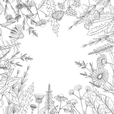 El yapımı şifalı bitkiler. Vektör çizimi..