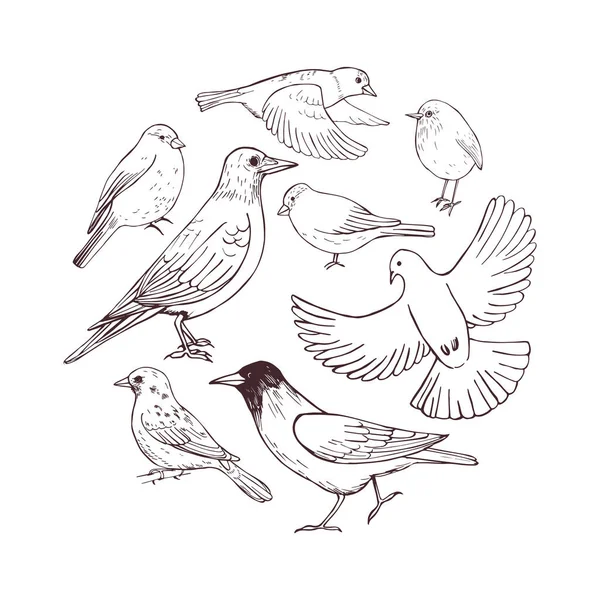 Aves Dibujadas Mano Dibujo Vectorial Ilustración — Archivo Imágenes Vectoriales