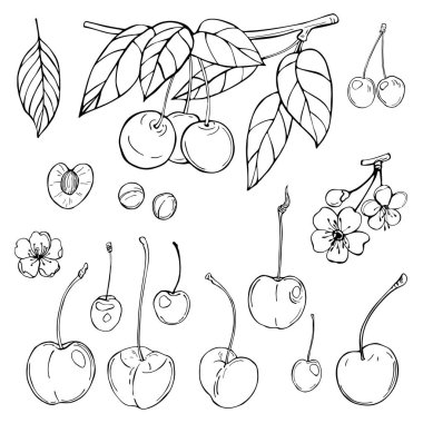 El yapımı kiraz. Vektör çizimi çizimi.