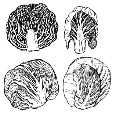 El çizimi Radicchio Marul. Kırmızı salata. Vektör çizimi çizimi.