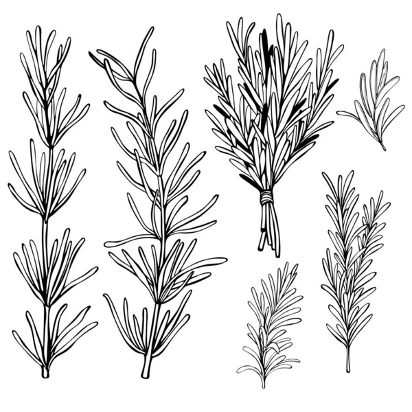 Erbe Speziate Disegnate Mano Rosmarino Illustrazione Schizzo Vettoriale — Vettoriale Stock