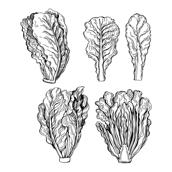 Alface Romaine Desenhada Mão Salada Romano Desenho Vetorial Ilustração — Vetor de Stock