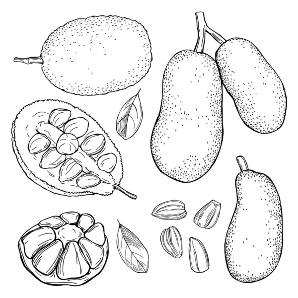 Handgezogene Brotfrucht Jackfrucht Vektorskizze Als Illustration — Stockvektor