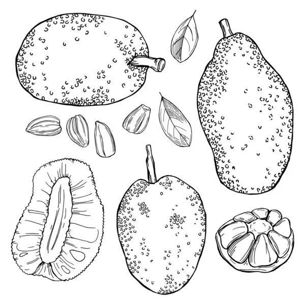 Hand Drawn Breadfruit Jackfruit Vector Sketch Illustration — Stock Vector