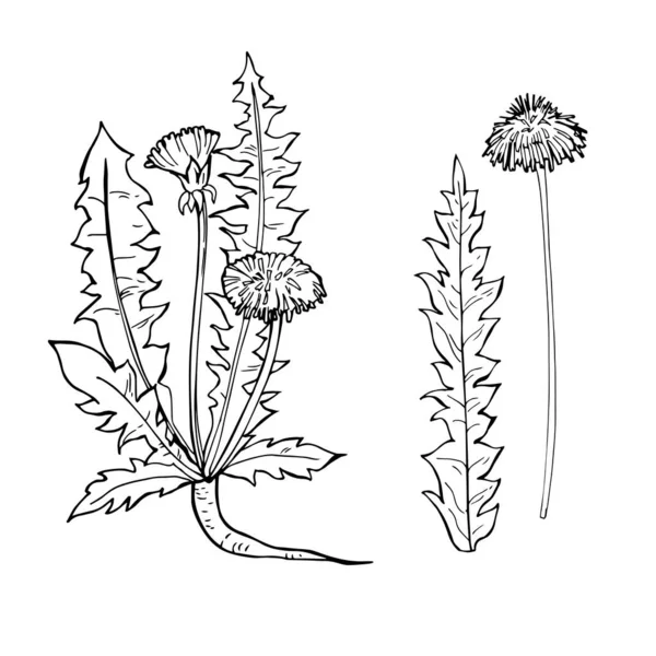 Hierbas Medicinales Dibujadas Mano Dibujo Vectorial Ilustración — Archivo Imágenes Vectoriales