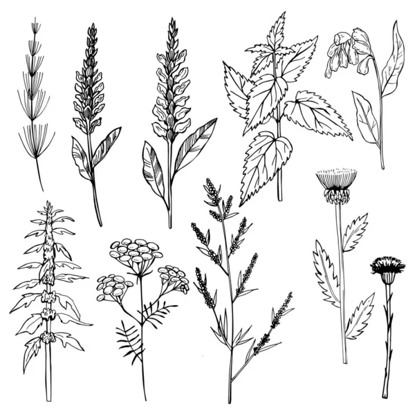Hand Drawn Medicinal Herbs Vector Sketch Illustration — Stock Vector