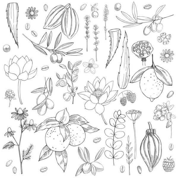 Fondo Cosméticos Orgánicos Plantas Para Cosméticos Naturales — Vector de stock