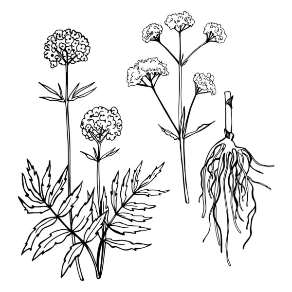 Hoja Valeriana Dibujada Mano Raíz Flor Hierbas Medicinales Dibujo Vectorial — Archivo Imágenes Vectoriales