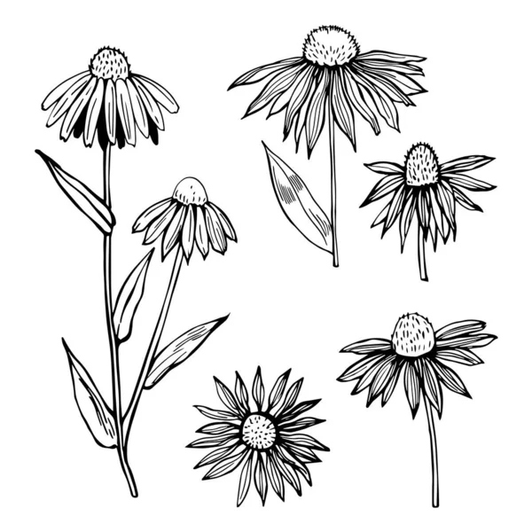Echinacée Dessinée Main Herbes Médicinales Illustration Croquis Vectoriels — Image vectorielle