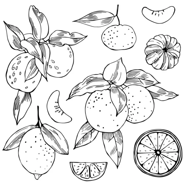 Hand Drawn Citrus Fruits Vector Sketch Illustration — Stock Vector