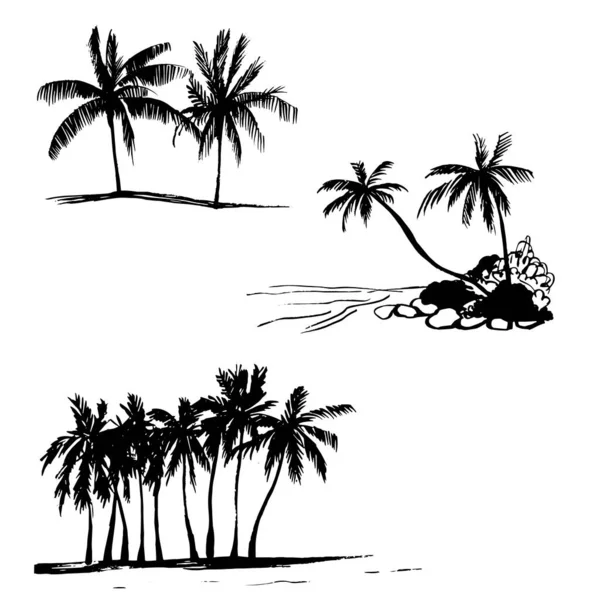 Ручные Пальмы Векторная Иллюстрация — стоковый вектор