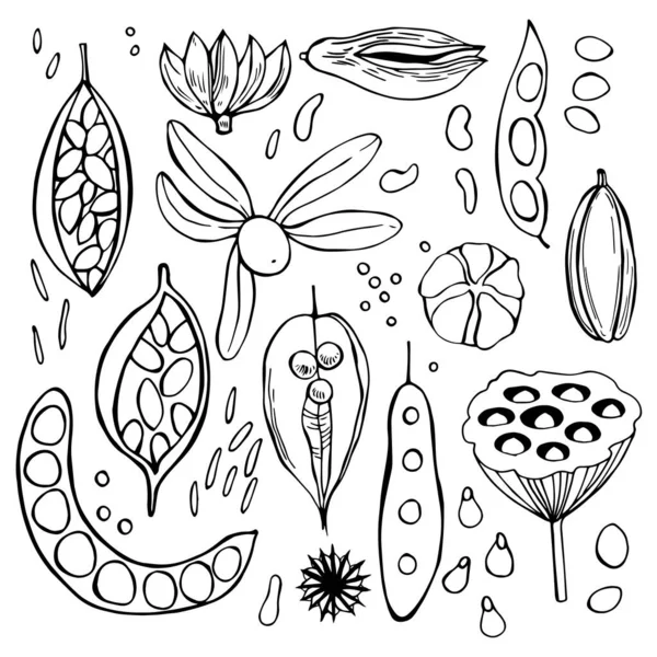 Hand Drawn Seedpods Vector Sketch Illustration — Stock Vector