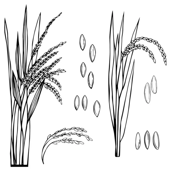 Spikelet Rice Leaves White Background Vector Sketch Illustration — Stock Vector