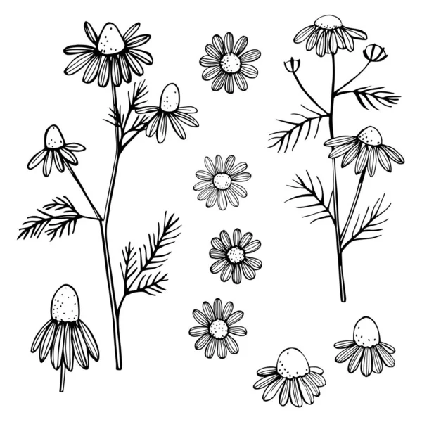 Met Hand Getekende Kamille Bloemen Witte Achtergrond Vector Schets Illustratie — Stockvector